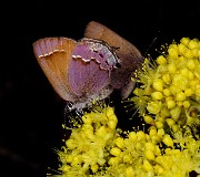 Butterfly 18-9373